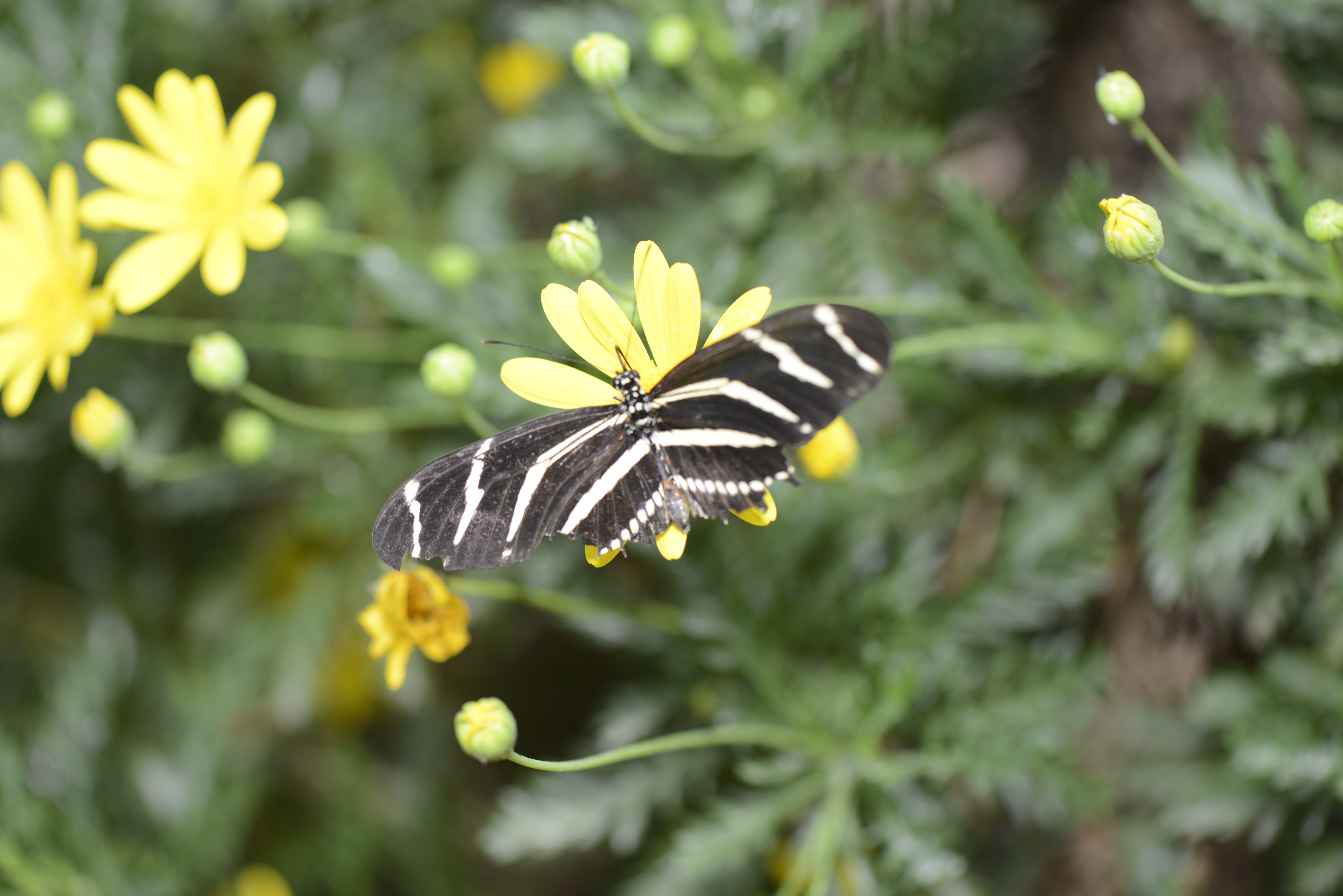 Butterfly Exhibit