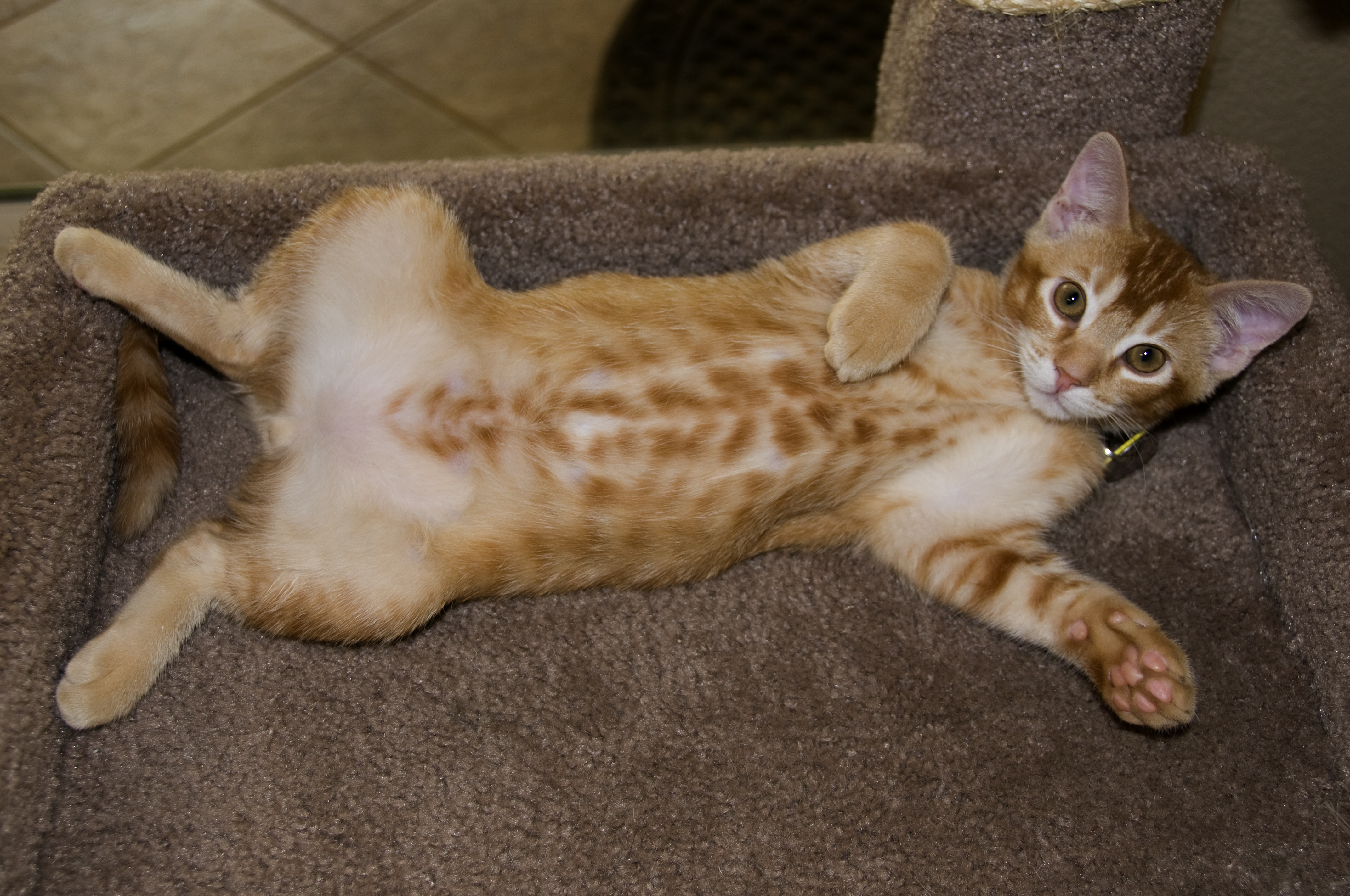Kitties